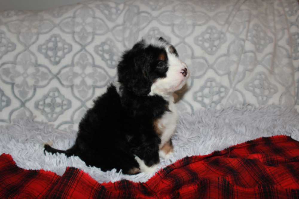 Mini Bernedoodle Puppy getting ready to go to Amsterdam New York